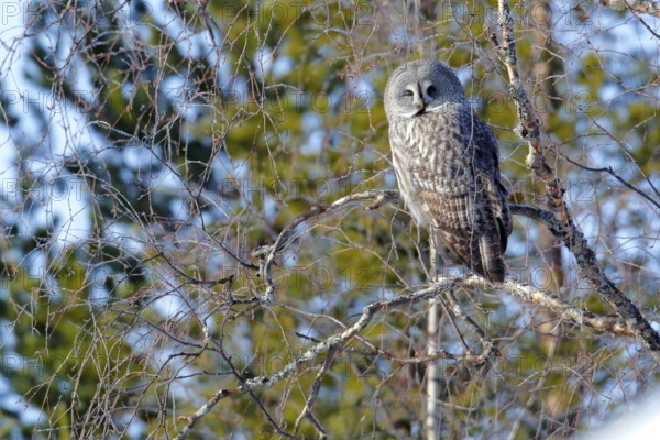 Great Grey Owl (Strix nebulosa) female, Kuusamo, Finland