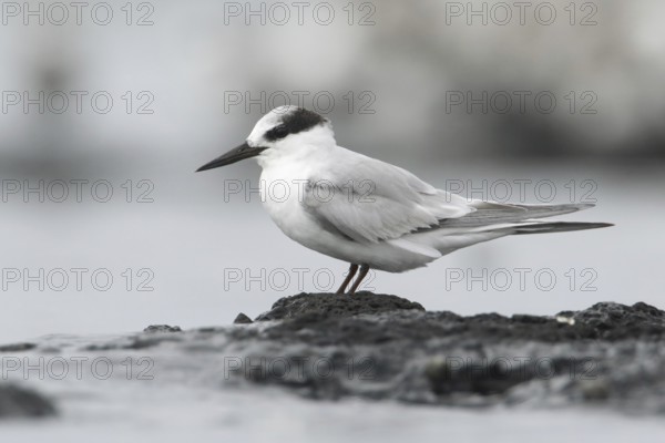 Little Tern (Sternula albifrons), Victoria, Australia