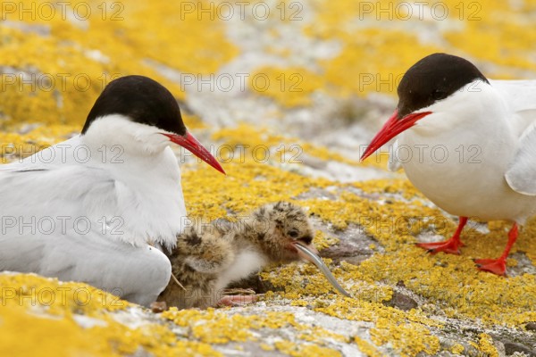 Arctic Tern (Sterna paradisaea) pair feeds chick, Farne Islands, United Kingdom