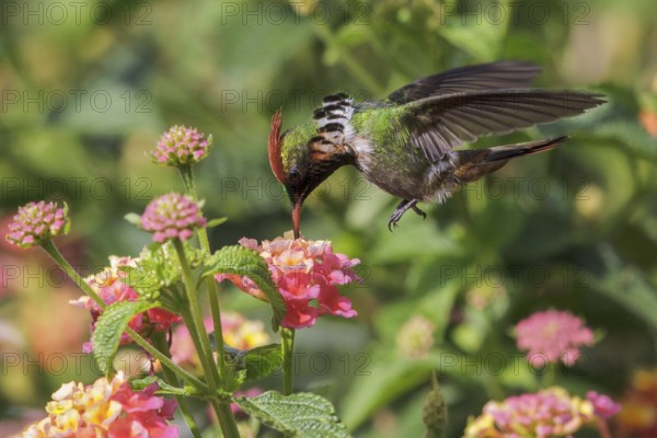 Frilled Coquette (Lophornis magnificus) flying and feeding at a flower in the Atlantic rainforest of southeast Brazil