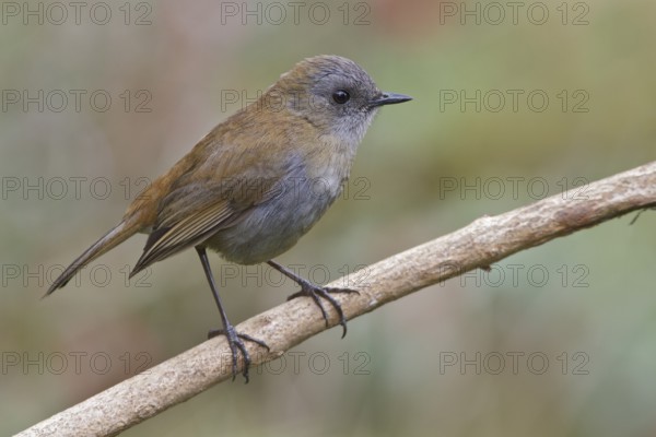 Black-billed Nightingale Thrush (Catharus gracilirostris) perched on a branch in Costa Rica