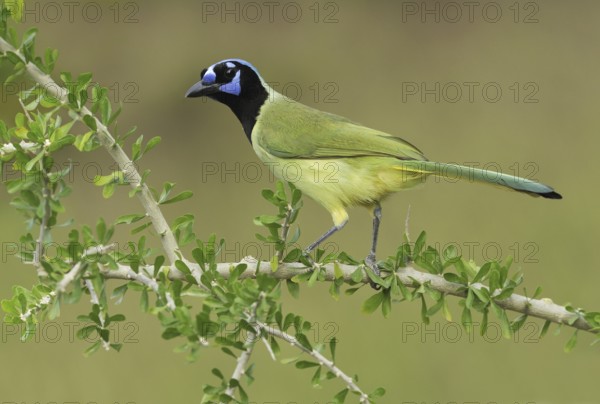 Green Jay (Cyanocorax luxuosus), Texas, USA