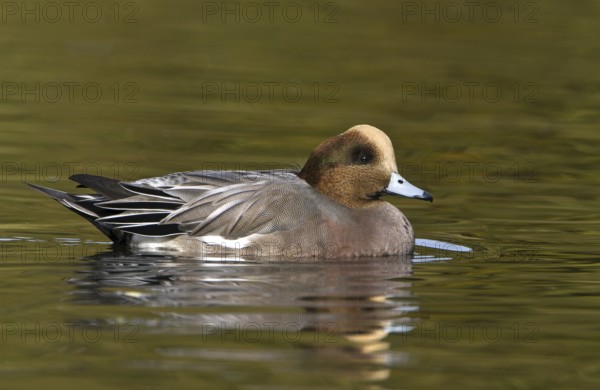 Hybrid: Eurasian Wigeon x American Wigeon (Mareca penelope x Mareca americana) male, British Columbia, Canada