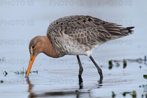 Black-tailed Godwit (Limosa limosa) foraging, Lower Saxony, Germany