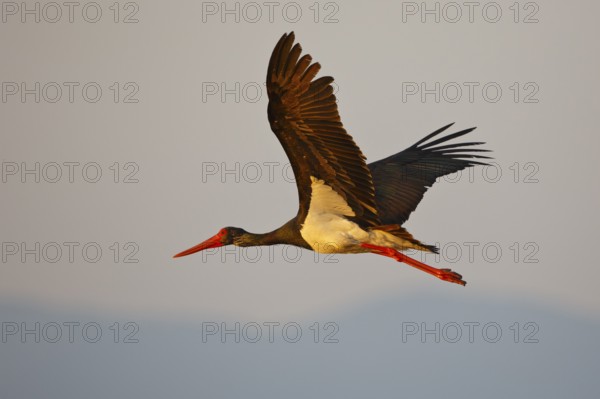 Black Stork (Ciconia nigra) flying, Greece