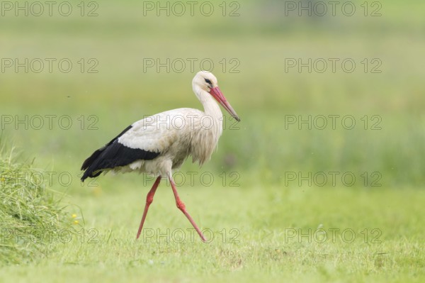 White Stork (Ciconia ciconia) foraging, St. Gallen, Switzerland
