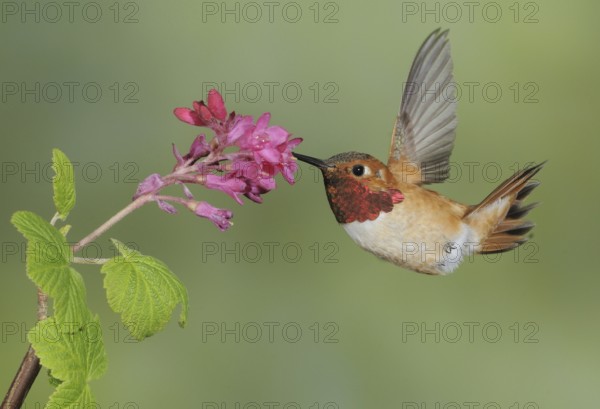 Rufous Hummingbird (Selasphorus rufus) male, British Columbia, Canada