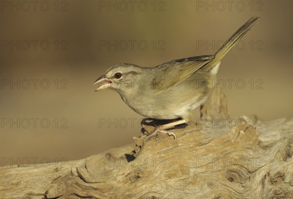 Olive Sparrow (Arremonops rufivirgatus), Texas, USA