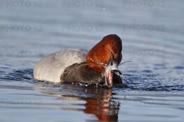 Common Pochard (Aythya ferina) male, Carinthia, Austria