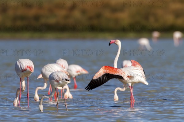 Greater Flamingo (Phoenicopterus roseus), Castile-La Mancha, Spain
