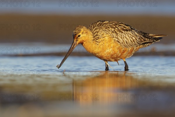 Bar-tailed Godwit (Limosa lapponica) feeding along a river in Nome, Alaska