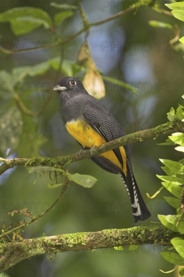 Guianan Trogon (Trogon violaceus), Costa Rica
