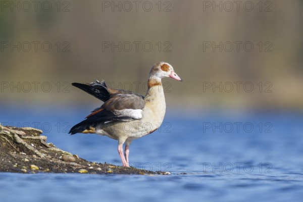 Egyptian Goose (Alopochen aegyptiaca), North Rhine-Westphalia, Germany