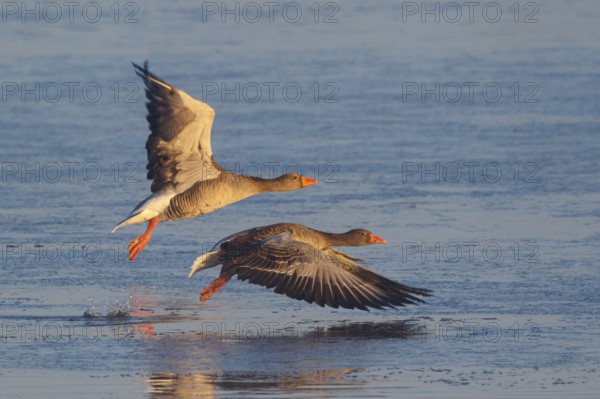 Greylag Goose (Anser anser) flying, Netherlands
