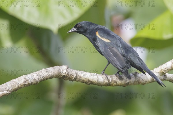 Tawny-shouldered Blackbird (Agelaius humeralis) perched on a branch in Cuba