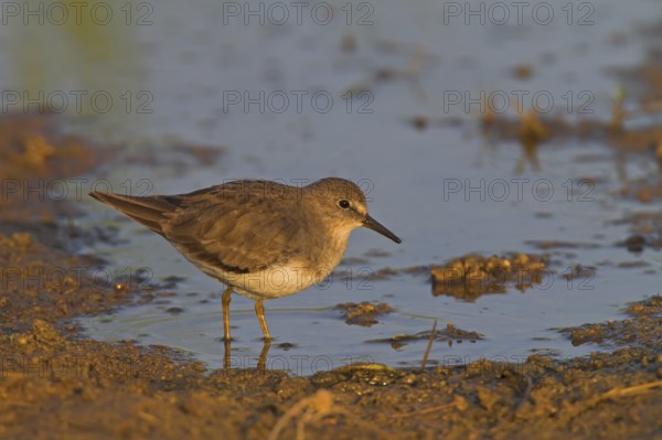 Temminck's Stint (Calidris temminckii), Oman