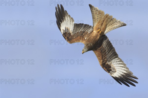 Red Kite (Milvus milvus) flying, United Kingdom