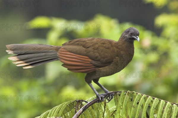 Grey-headed Chachalaca (Ortalis cinereiceps), Costa Rica