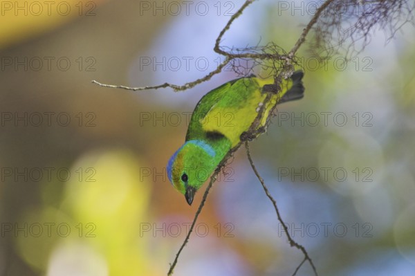 Golden-browed Chlorophonia (Chlorophonia callophrys), Costa Rica