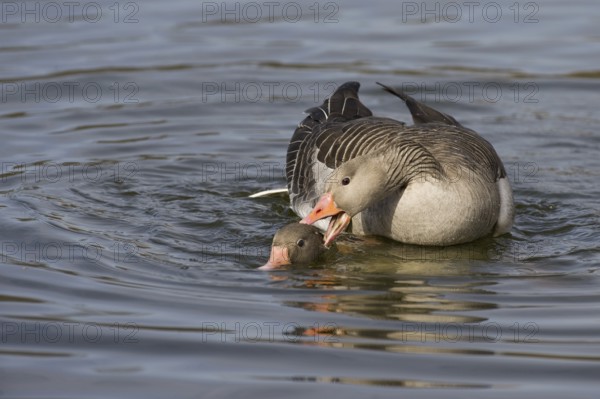 Greylag Goose (Anser anser) pair mating, Texel, Netherlands