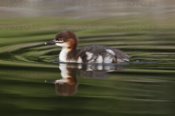 Common Merganser (Mergus merganser) juvenile, Bavaria, Germany
