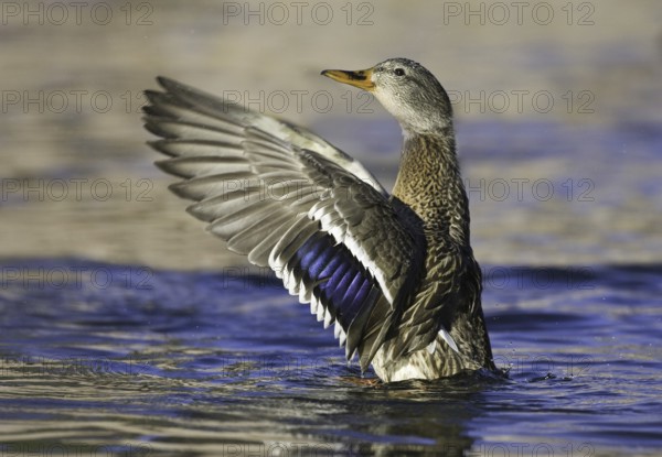 Mallard (Anas platyrhynchos) female, New Mexico, USA