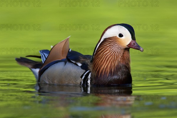 Mandarin Duck (Aix galericulata) male, Brandenburg, Germany