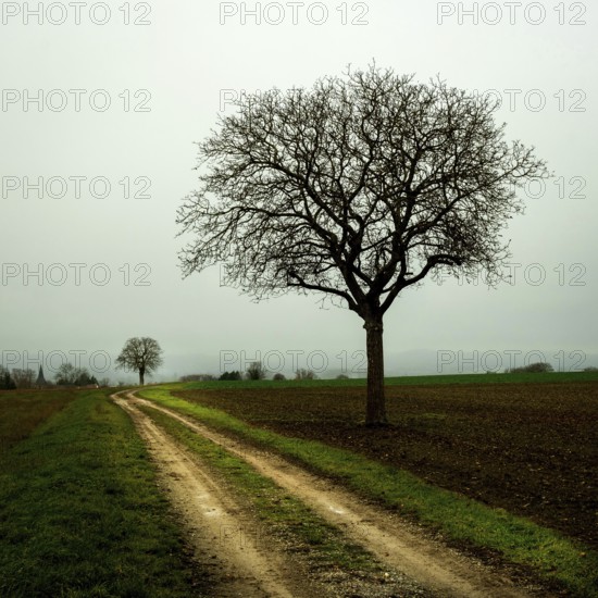A solitary tree stands by a winding dirt path surrounded by open fields. Limagne plain, Allier, Auvergne Rhone Alpes, France