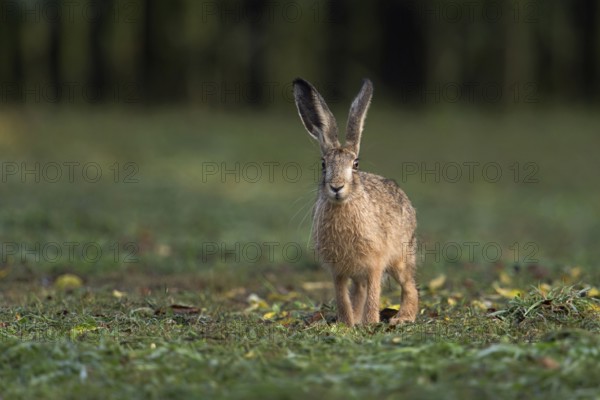After the mowing... Brown hare (Lepus europaeus) has been robbed of its cover on a freshly mown meadow, looks attentively into the camera, small game, threatened by the hare plague, native nature, Lower Rhine, Rhineland, Rhine district Neuss, North Rhine-Westphalia, Germany, Western Europe