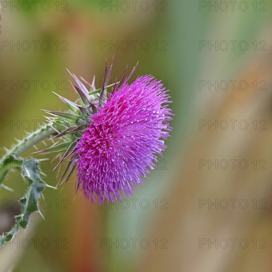 Flower head of the Musk Thistle (Carduus nutans, also known as nodding thistle), by the wayside, Rosenheim, Bavaria, Germany
