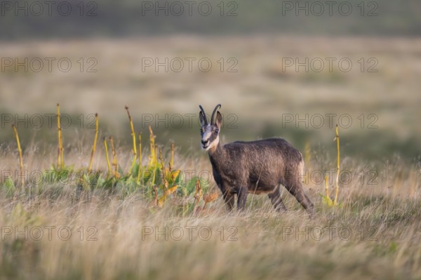Chamois (Rupicapra rupicapra) on a meadow in the Vosges Mountains, wildlife, France
