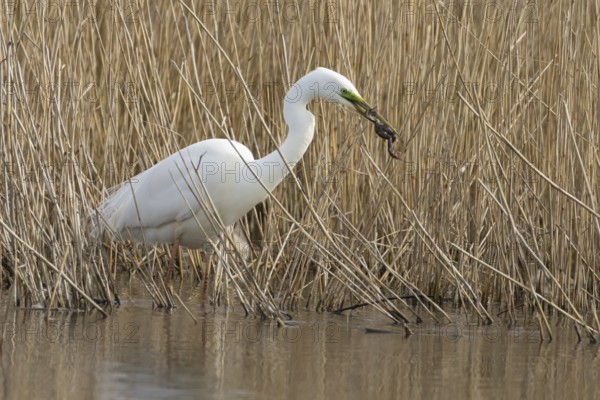 Great white egret (Ardea alba) adult bird in water on the edge of a reedbed with a frog for food in its beak in spring, England, United Kingdom