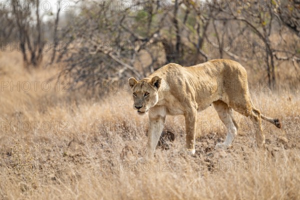 Lioness on the prowl, Kruger National Park, South Africa