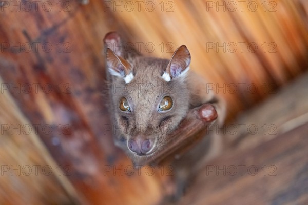 Funny bat, looks angry, conspiratorial, Kruger National Park, South Africa