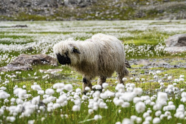 Valais Blacknose sheep (Ovis gmelini aries), in meadow with flowering white cotton grass, high alpine mountain valley, Obere Senner Egete, Stubai Alps, near Ridnaun, South Tyrol, Italy