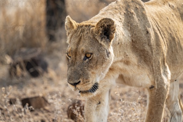 Lioness on the prowl, Kruger National Park, South Africa