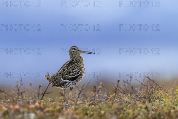 Great snipe (Gallinago media) male calling during courtship display at lek at dusk on tundra breeding ground in spring (June), Sweden, Scandinavia