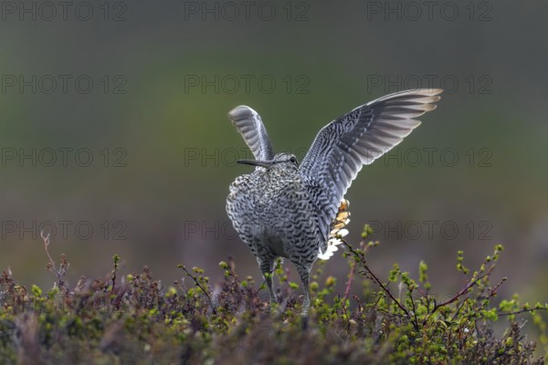 Great snipe (Gallinago media) male flapping wings during courtship display at lek at dusk on tundra breeding ground in spring, Sweden, Scandinavia