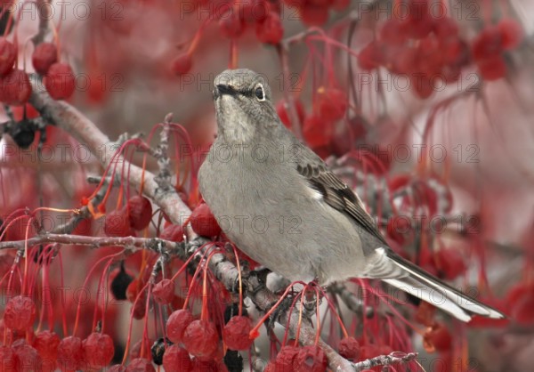 Townsend's Solitaire (Myadestes townsendi), Saskatchewan, Canada