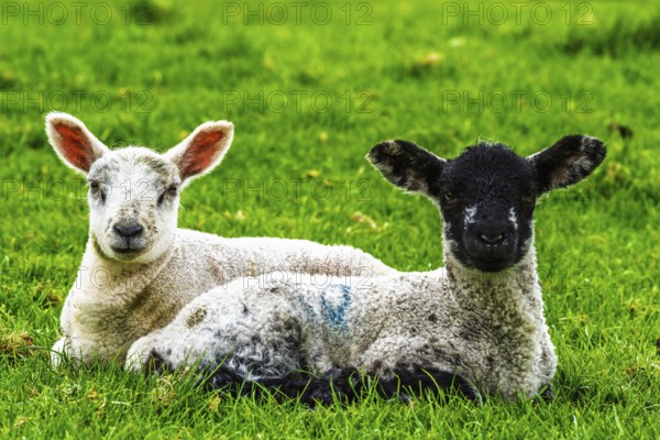 Sheeps, Pooley Bridge, Ullswater Lake, Lake District National Park, Cumbria, England, United Kingdom