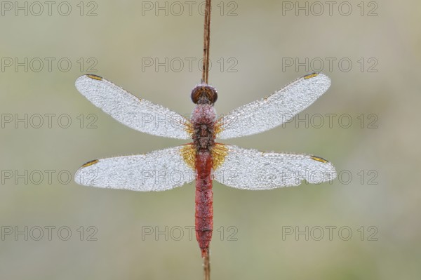 Scarlet Dragonfly (Crocothemis erythraea), male with dewdrops, North Rhine-Westphalia, Germany