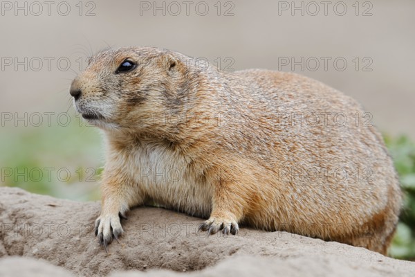 Black-tailed prairie dog (Cynomys ludovicianus) at the burrow, captive, occurrence in North America