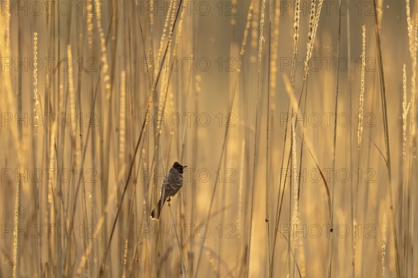 Red-vented bulbul (Pycnonotus cafer), in tall grass, Bandhavgarh National Park, Bahannara, Manpur, Madhya Pradesh, India