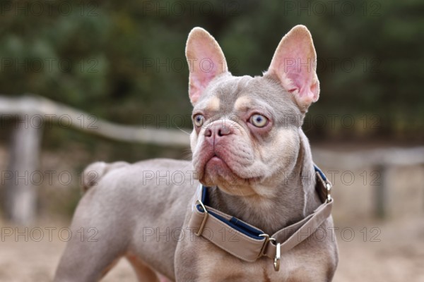 Portrait of cute New Shade Isabella orange Tan colored French Bulldog with wide pull stop dog collar