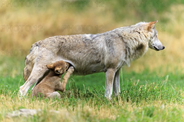 Pup scratching itself while sucking, next to its mother, Timberwolf, wolf, American wolf, (Canis lupus lycaon), pup, Germany