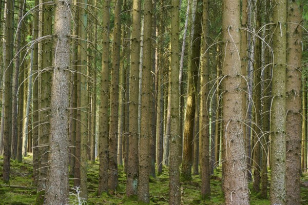 Dense coniferous forest with green tree trunks and overgrown ground, summer, Odenwald, Hesse, Germany