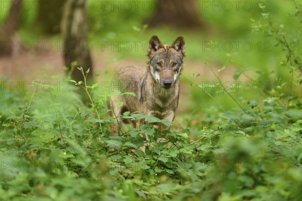 Attentive wolf standing in dense green forest, Wolf (Canis Lupus), Germany