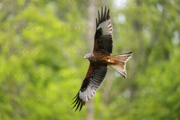 Red kite (Milvus milvus) flying in a forest in early summer, Bavaria, Germany