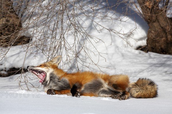 Red fox (Vulpes vulpes), Fox lying on snow and yawning, Mouth wide open, Close-up, Province of Quebec, Canada, North America