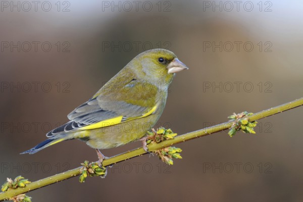 Yellow-green native songbird... European greenfinch (Carduelis chloris), typical bird in German parks and gardens sitting on a blossoming forsythia branch, detailed, clear picture in beautiful colours native birds, wildlife, nature, Lower Rhine, Rhine district Neuss, North Rhine-Westphalia, Germany, Western Europe